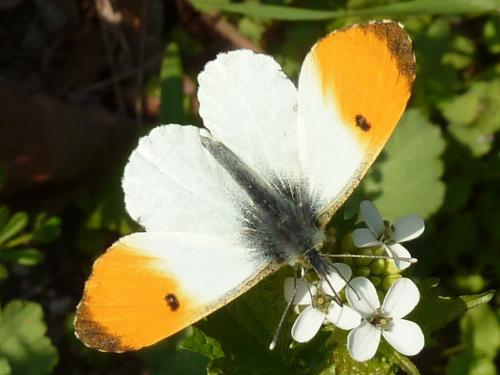 Réf. 181 011 : Anthocharis cardamines